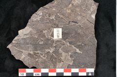 Foto (Objekt + Etikett) von Laurophyllum tenuinerve Ettingshausen (NHMW-GEO-2024-0188-10150a)